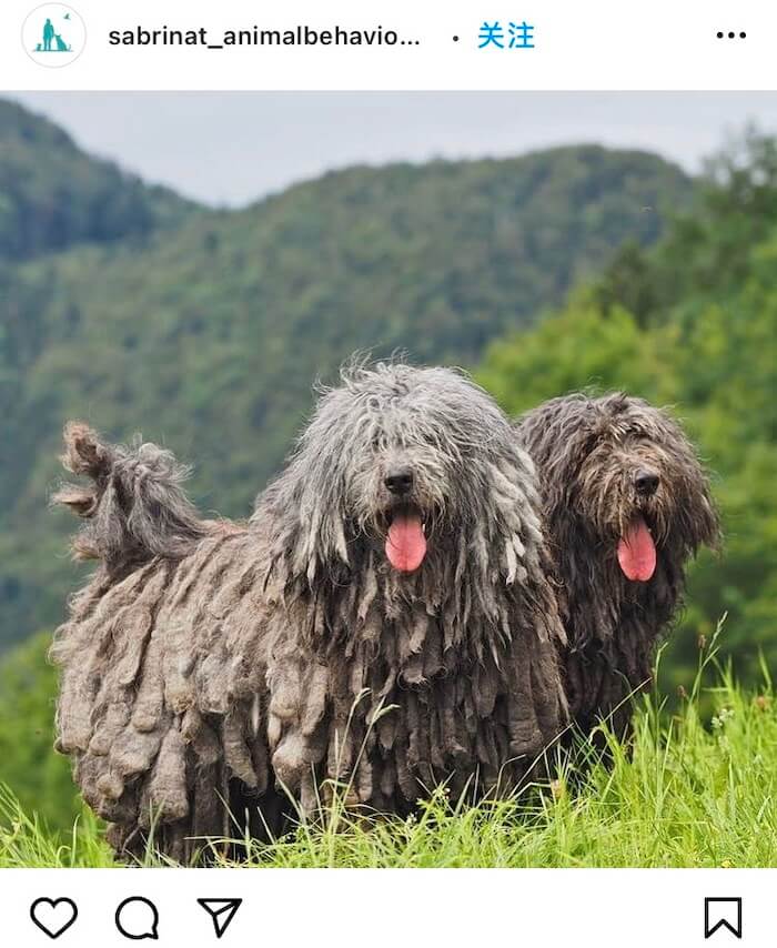 西班牙人总结你从未见过的奇怪狗狗品种！第一个竟然来自中国